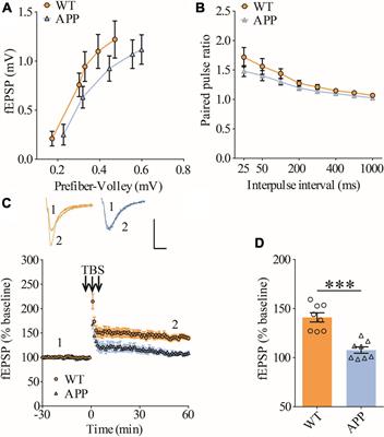 Inhibition of Rac1 in ventral hippocampal excitatory neurons improves social recognition memory and synaptic plasticity